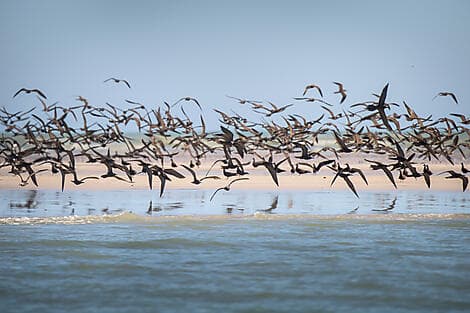 15. Jul 27 - Lacepedeinseln