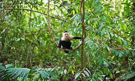 1. Jan 27 - Nationalpark Manuel Antonio