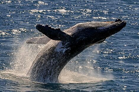 17. Jul 26 - Húsavík