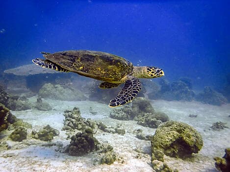 9. Feb 27 - Nosy Tanikely