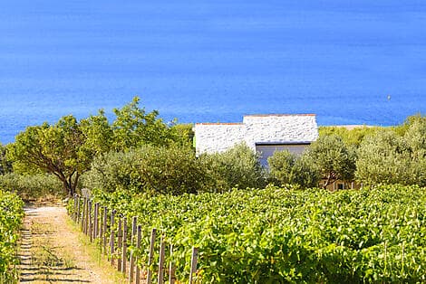 26. Aug 26 - Pucisca, Brac Island