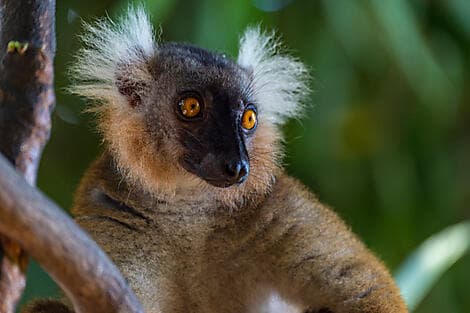 5. Jan 26 - Nosy Komba