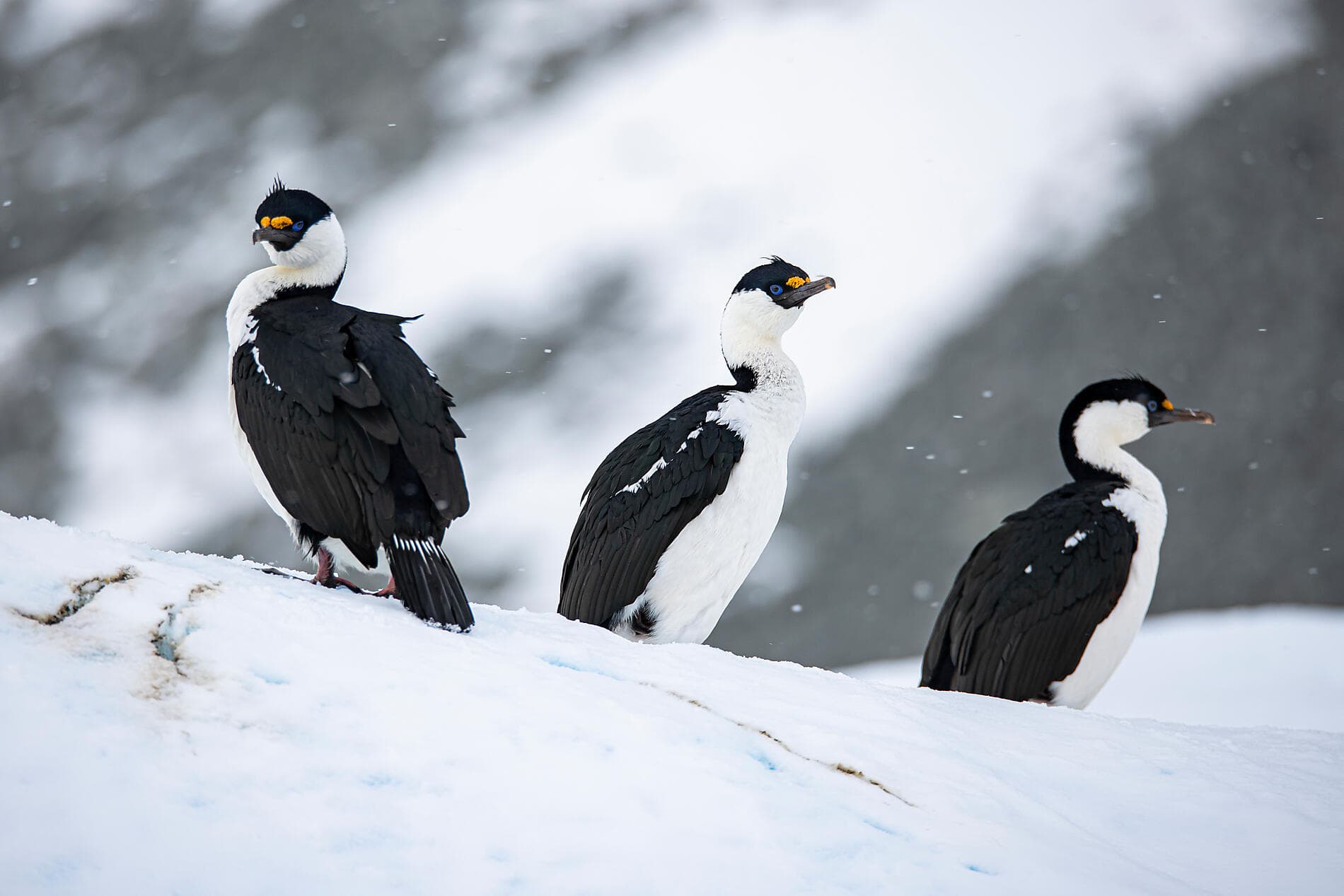 Im Kielwasser von Jean-Baptiste Charcot 
