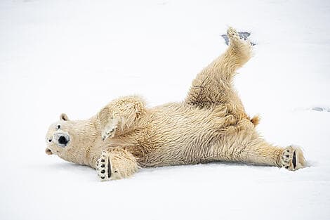 21. Jun 26 > 24. Jun 26 - Entdeckung von Nordost-Grönland