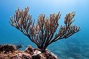 Snorkelling and boat excursion