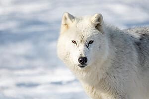 Journey to Polar Park