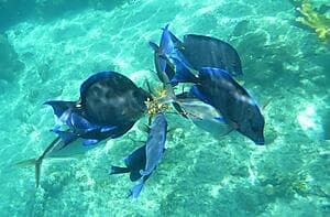 Snorkeling at Norman Island