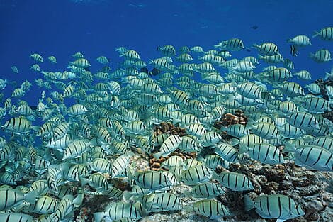 29. Dez 26 - Makatea, Tuamotu-Archipel