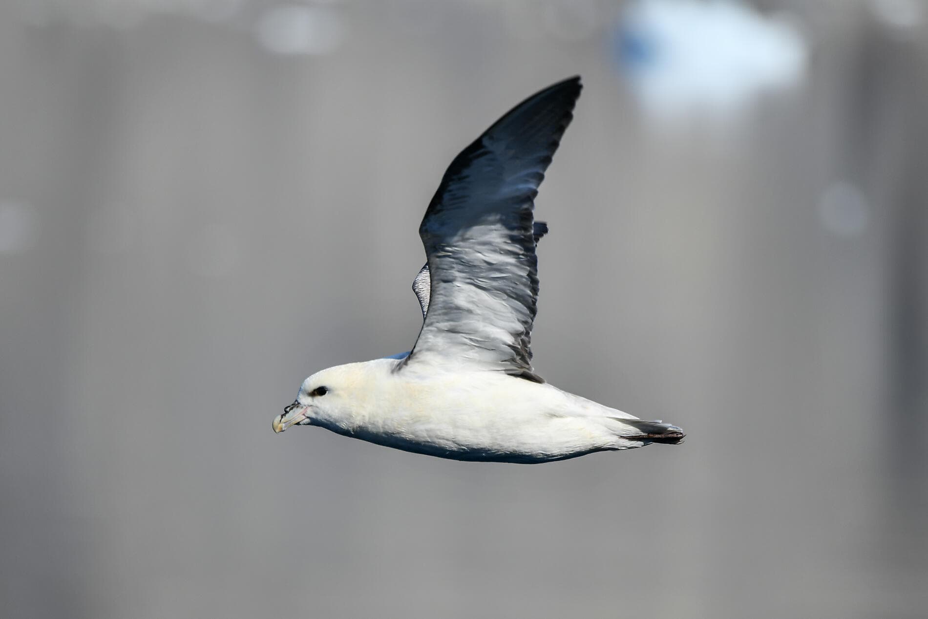 Kurs auf die ultimative Thule-Region 