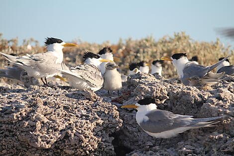 6. Aug 26 - Abrolhos Islands Marine Park