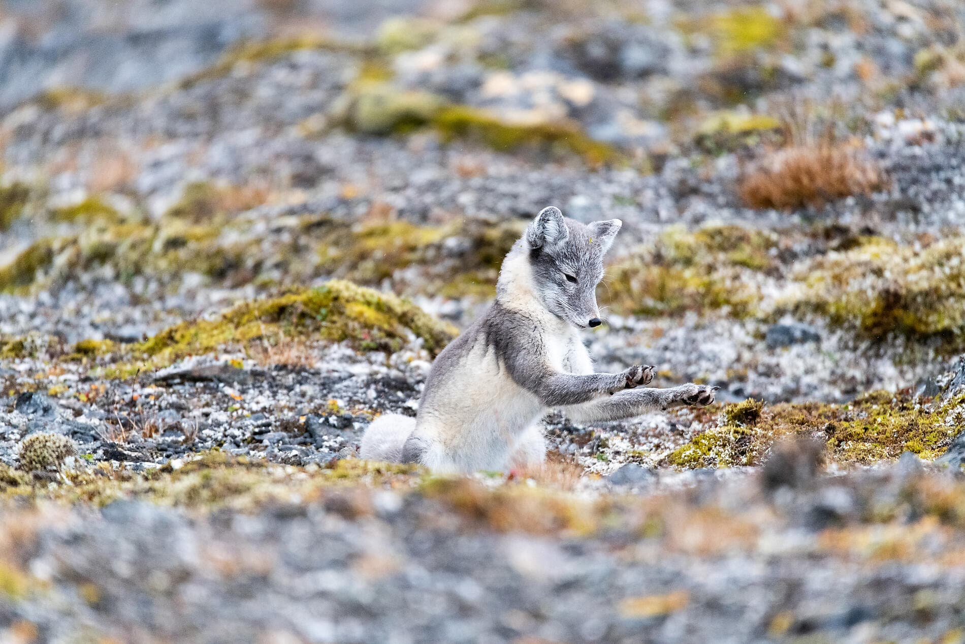 Arktis-Abenteuer von Spitzbergen nach Island 