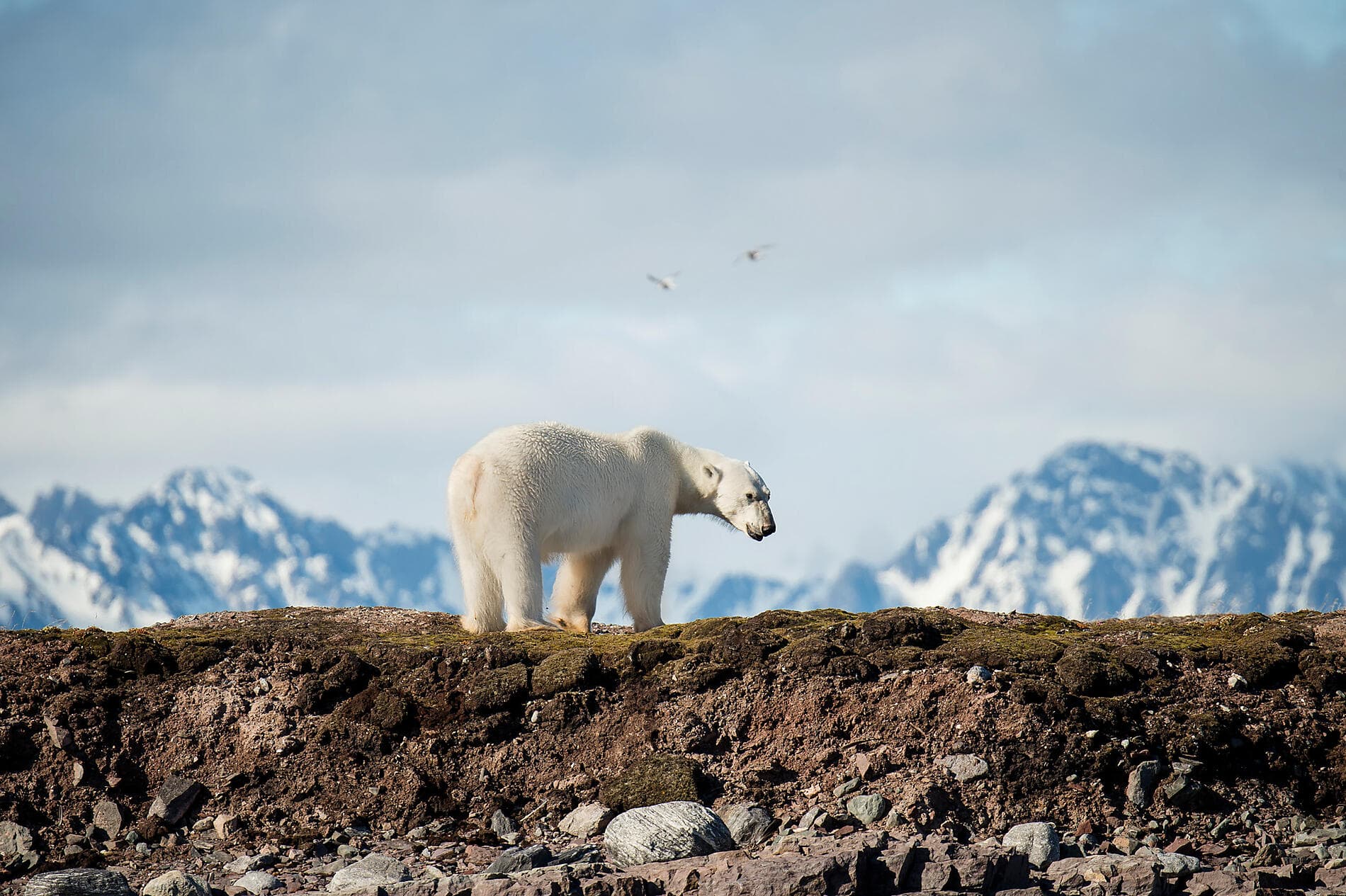 Arktis-Abenteuer von Spitzbergen nach Island 