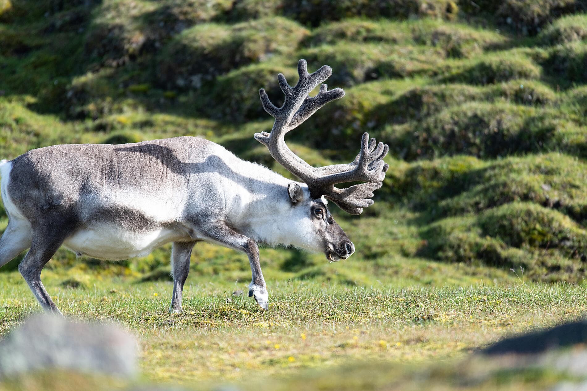 Arktis-Abenteuer von Spitzbergen nach Island 