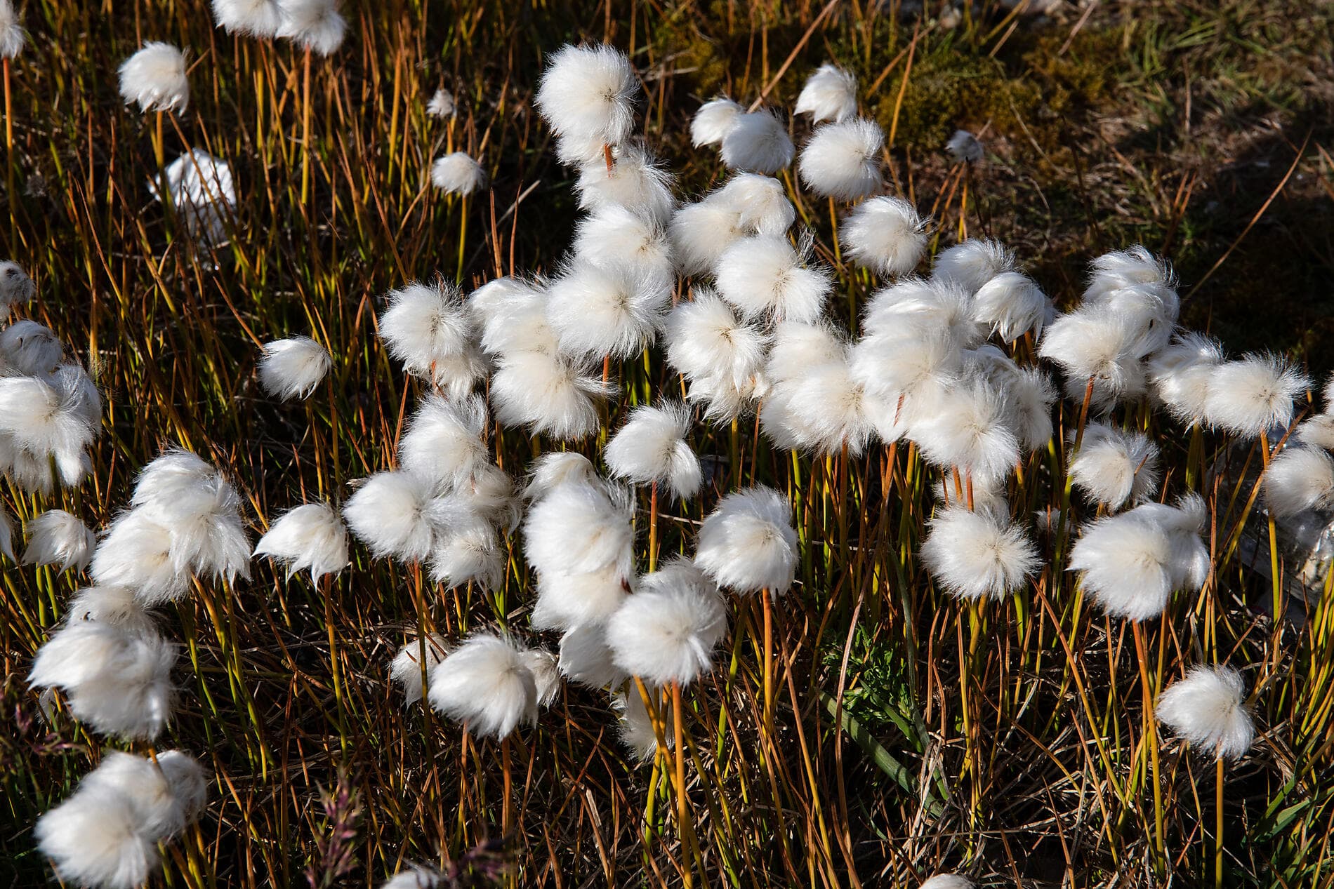 Arktis-Abenteuer von Spitzbergen nach Island 