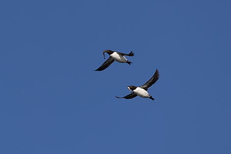 16. Jun 26 - Kreuzen in der Hinlopenstraße