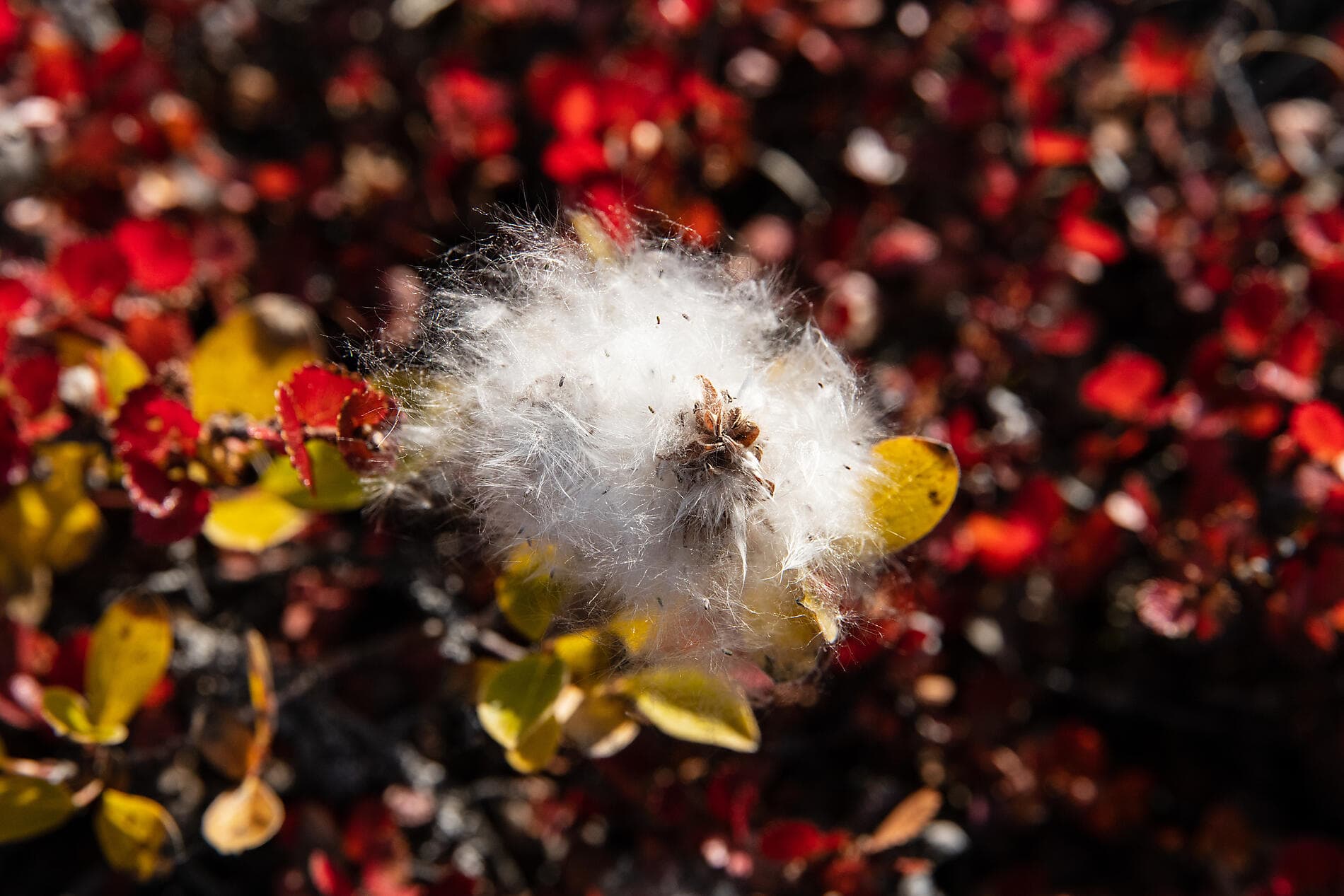 Der geografische Nordpol und die Ostküste Grönlands 