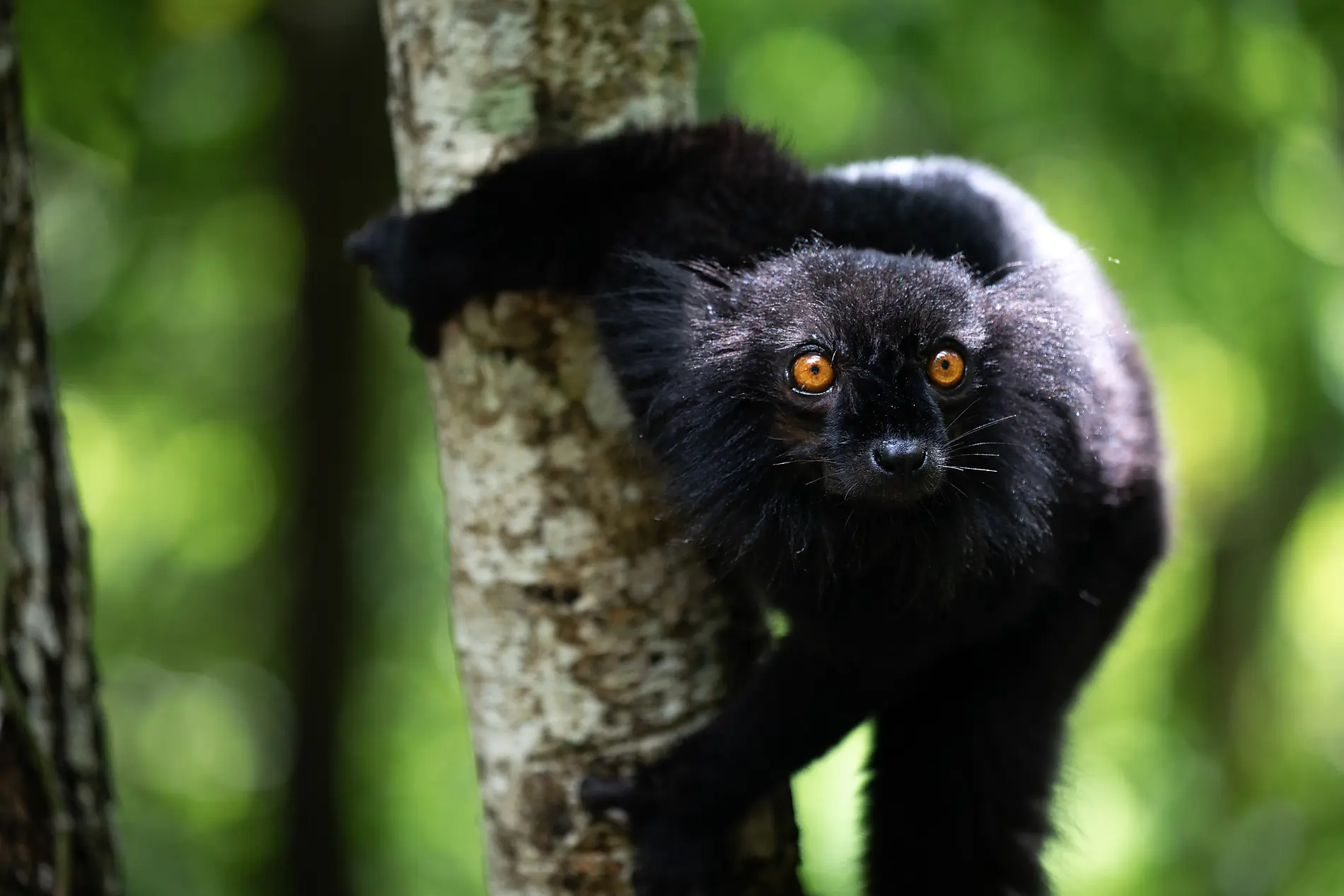 Madagaskar und die Seychellen: Naturschätze des Indischen Ozeans – mit Smithsonian Journeys