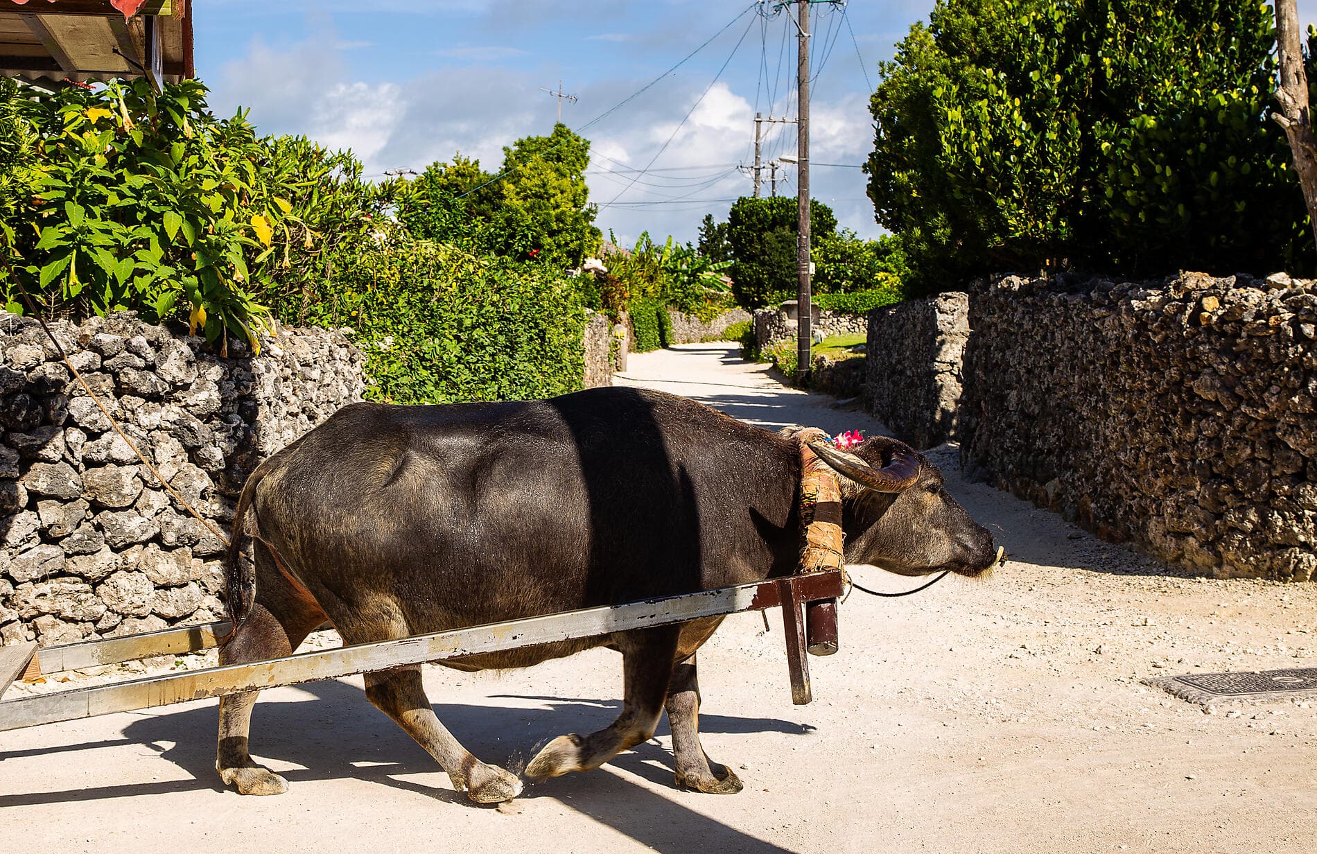 Abenteuer in die subtropischen Inseln Japans 