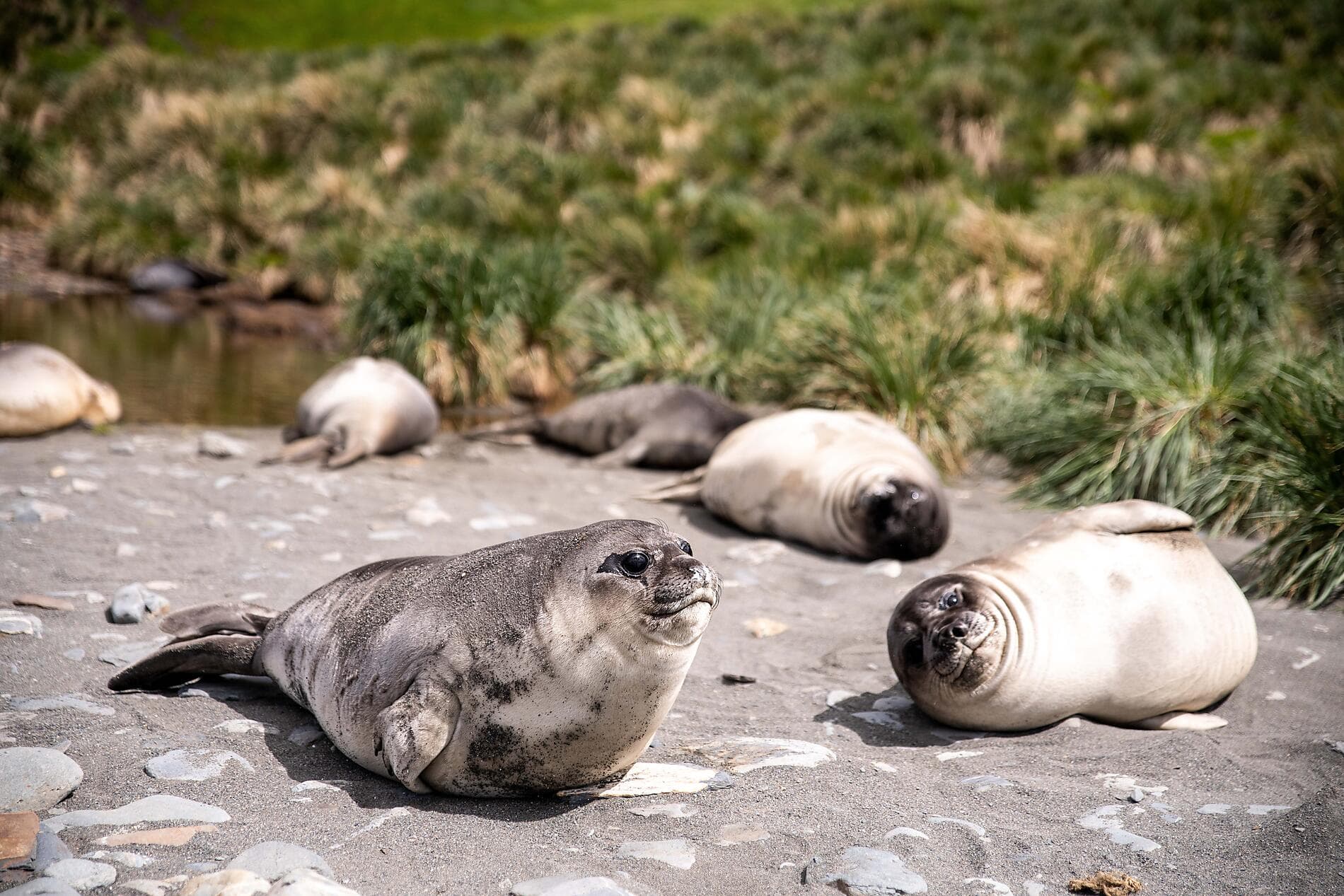 Abenteuer durch das Südpolarmeer bis zur Halbinsel Valdés  
