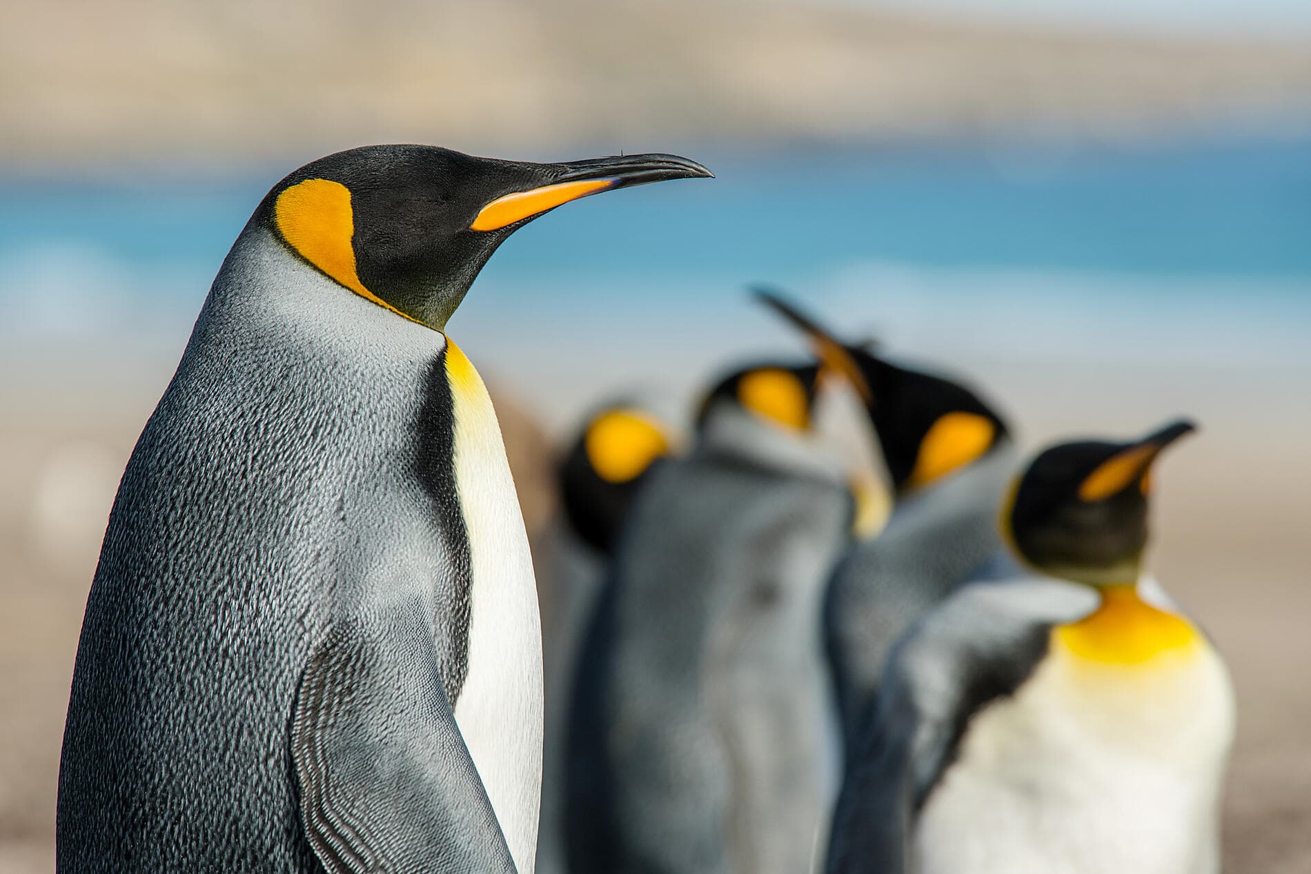 Abenteuer durch das Südpolarmeer bis zur Halbinsel Valdés  