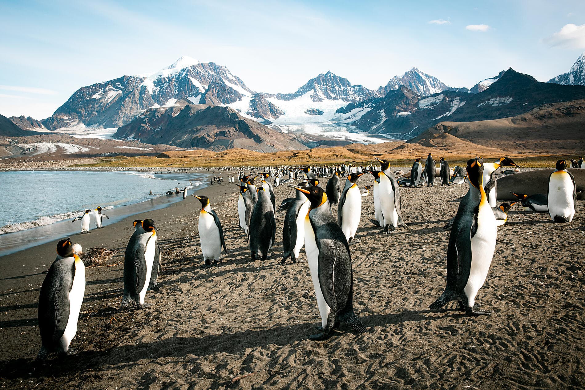 Antarktis, Falklandinseln & Südgeorgien  