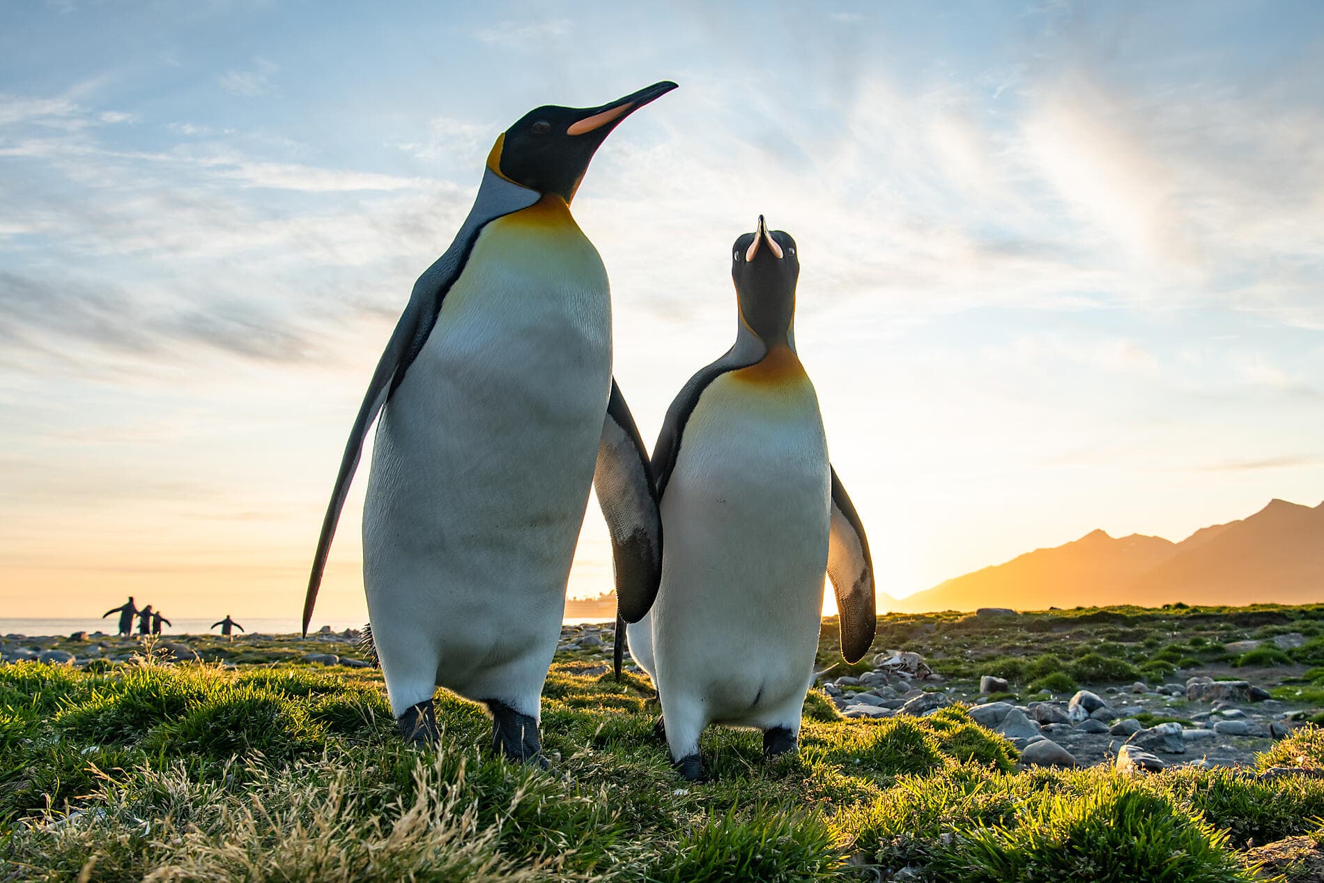 Antarktis, Falklandinseln & Südgeorgien  