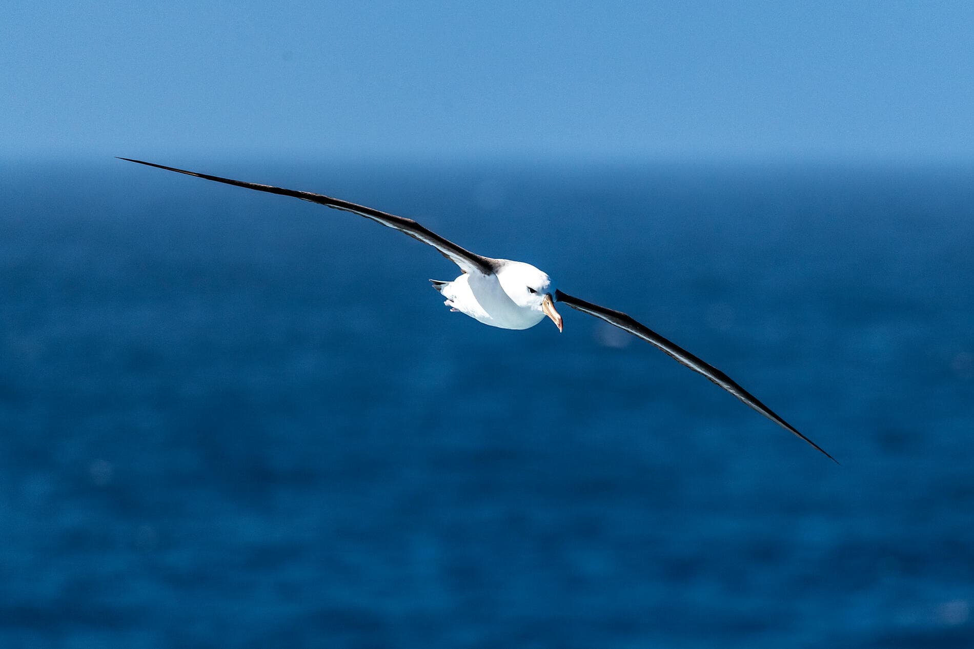 Antarktis `Klassisch´  