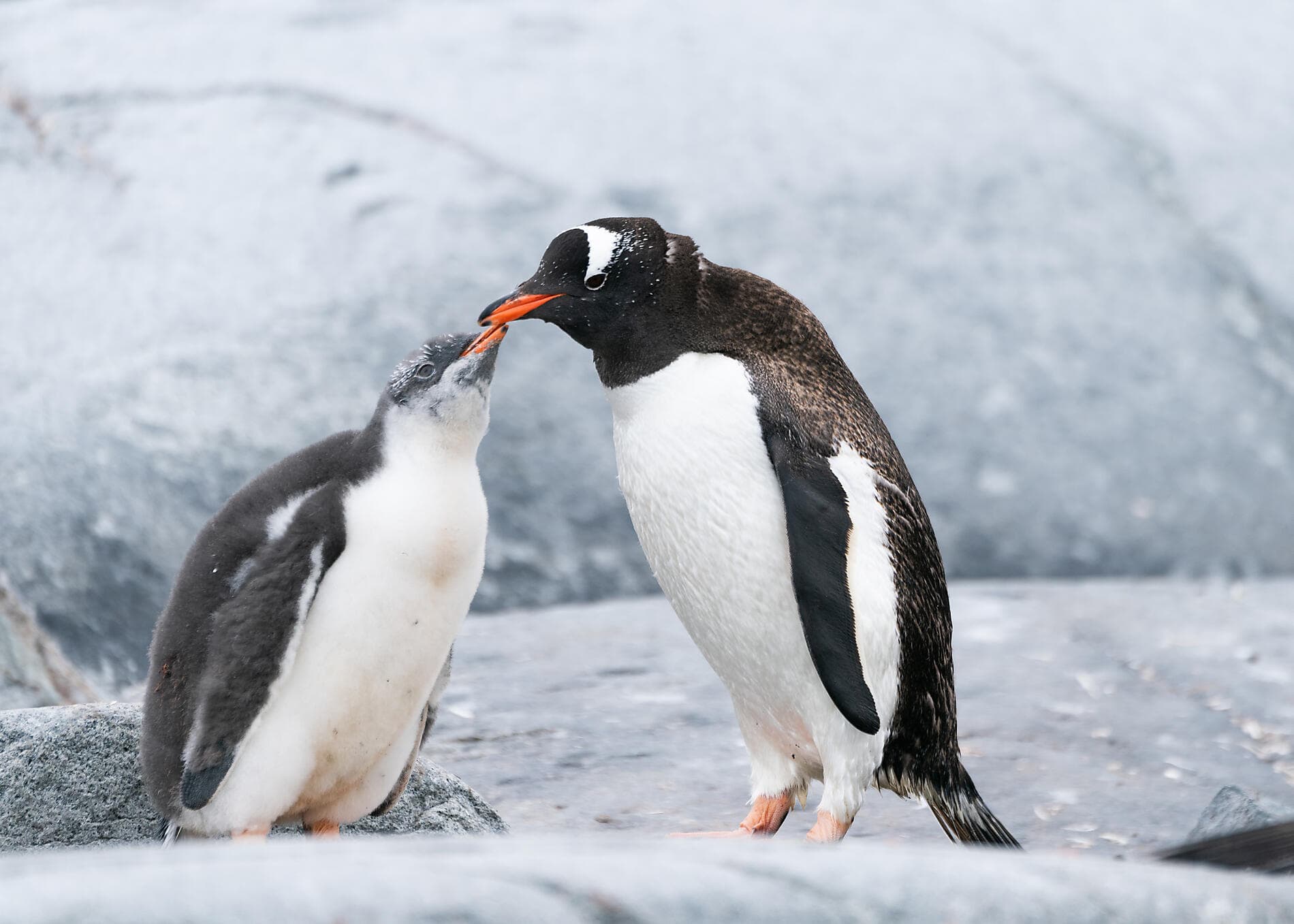 Antarktis `Klassisch´  
