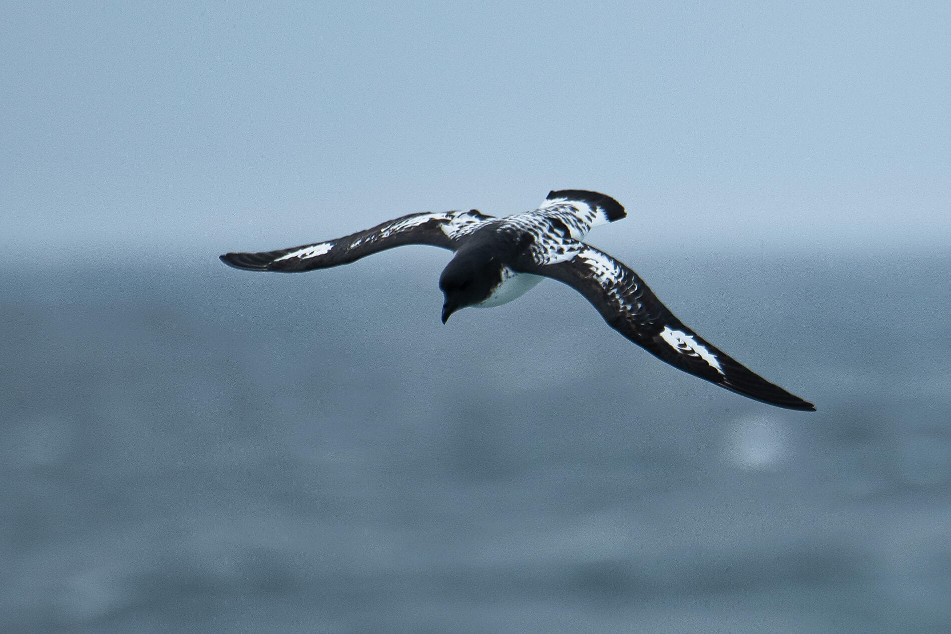 Highlights der chilenischen Fjorde 