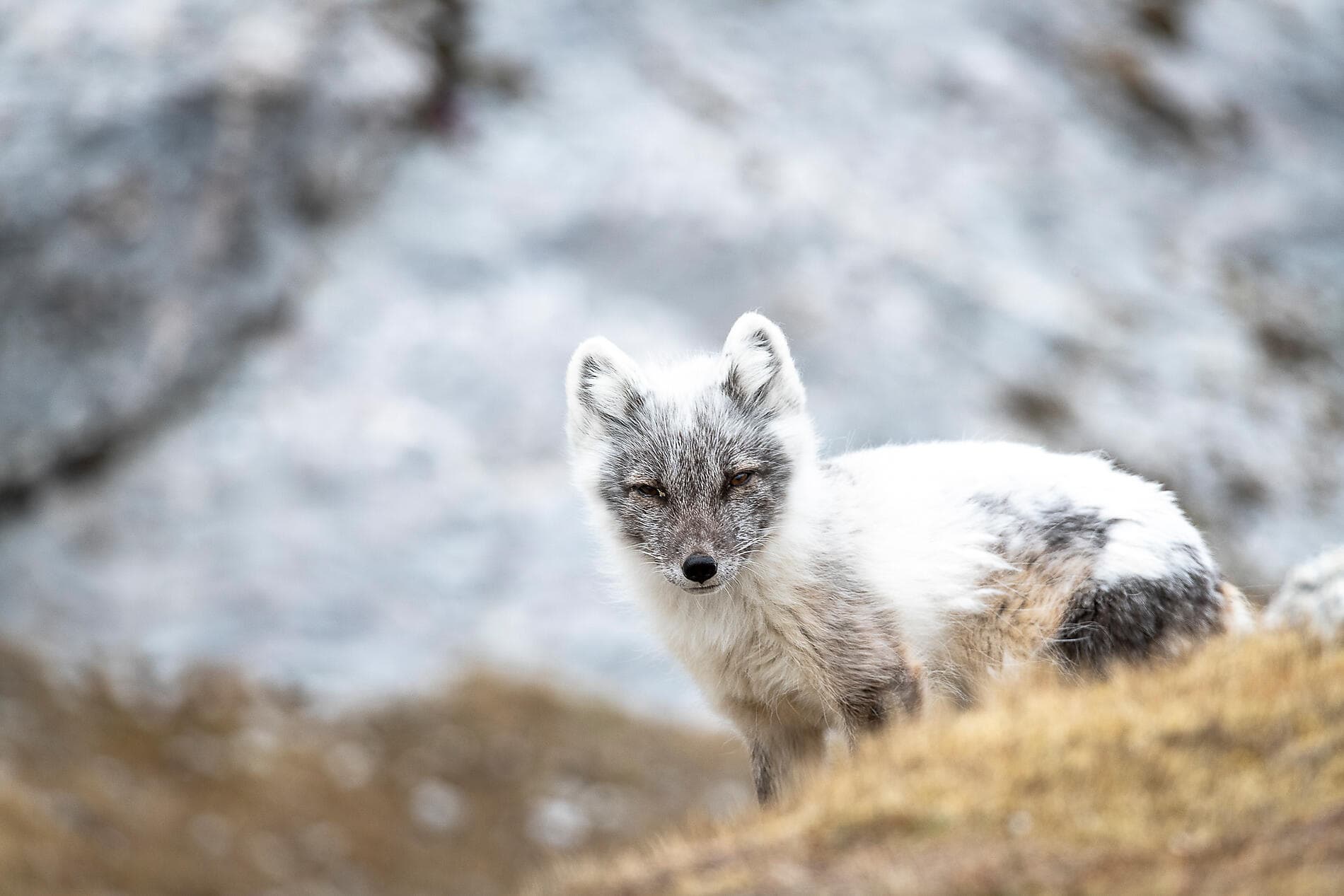 Polare Lichtschimmer, vom Nordkap bis Spitzbergen