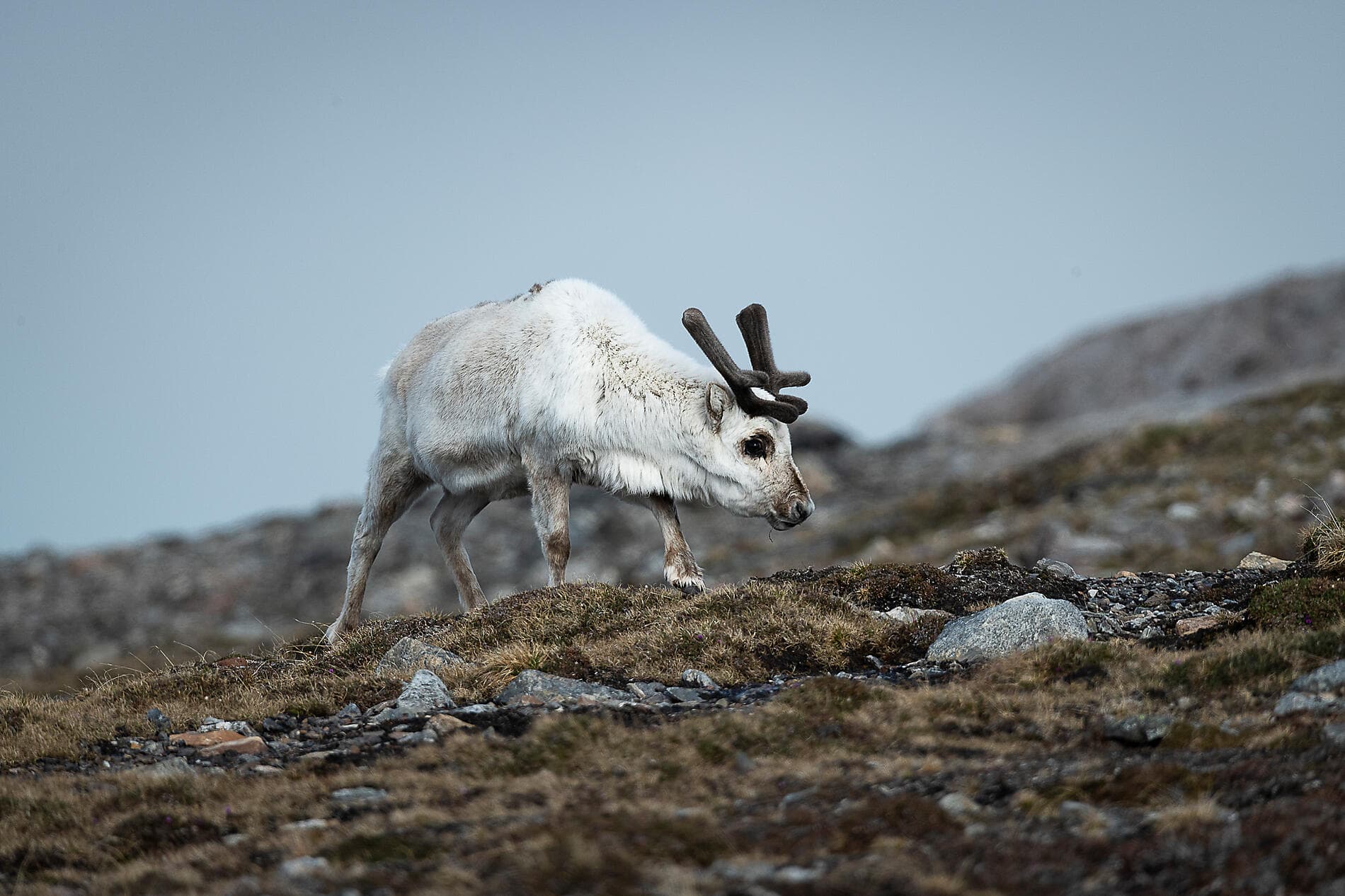 Polare Lichtschimmer, vom Nordkap bis Spitzbergen