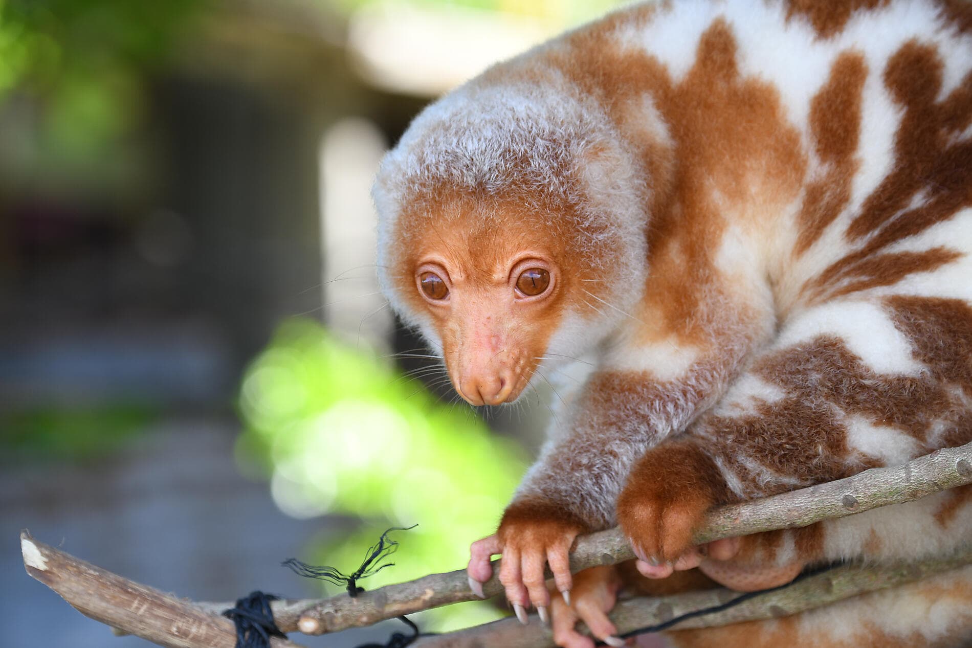 Von den Fidschi-Inseln nach Bali 