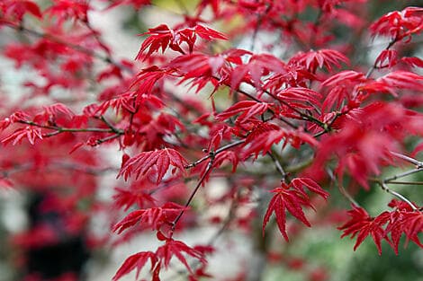 19. Mär 27 - Itozaki