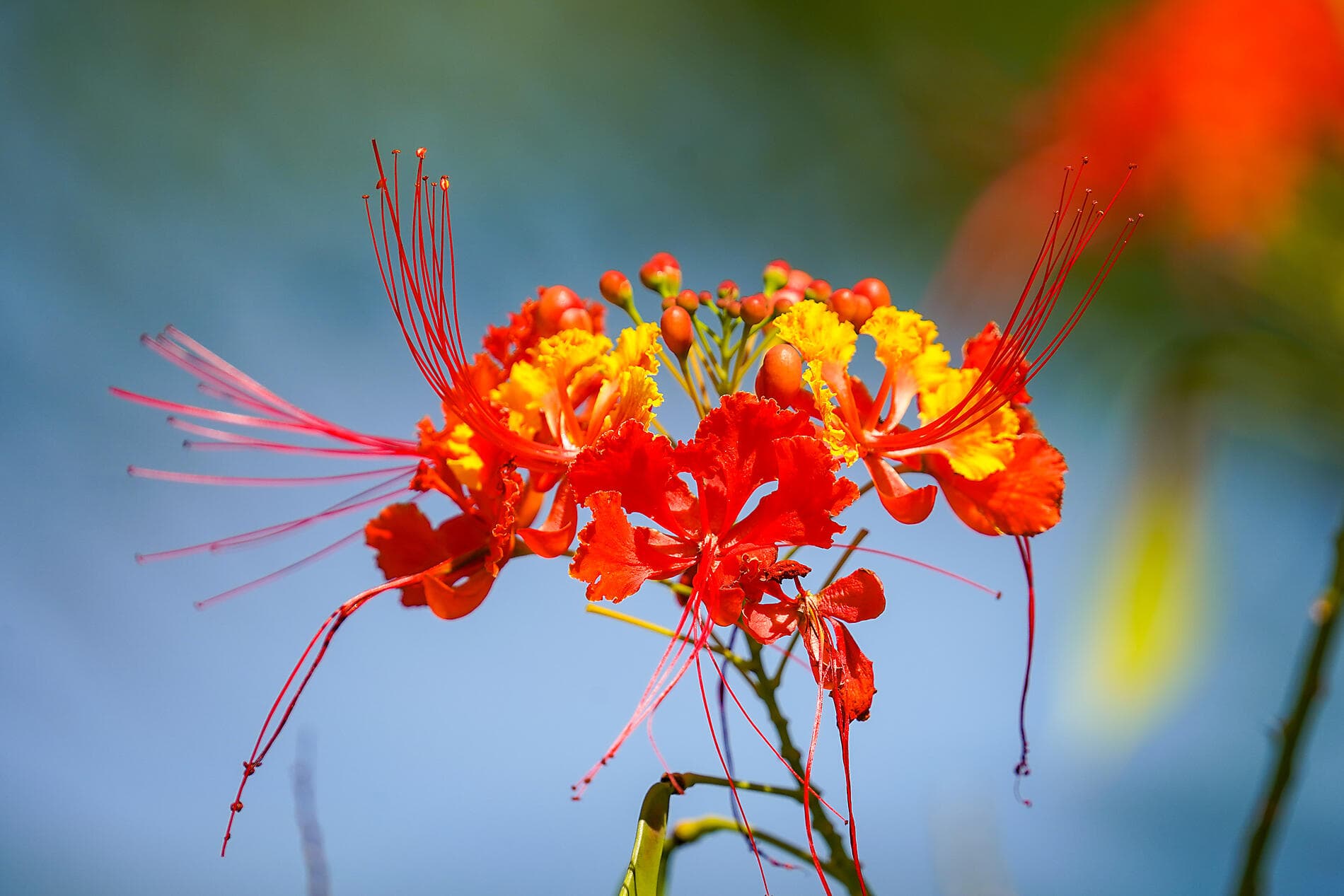 Geschichte und Kultur auf den karibischen Inseln 