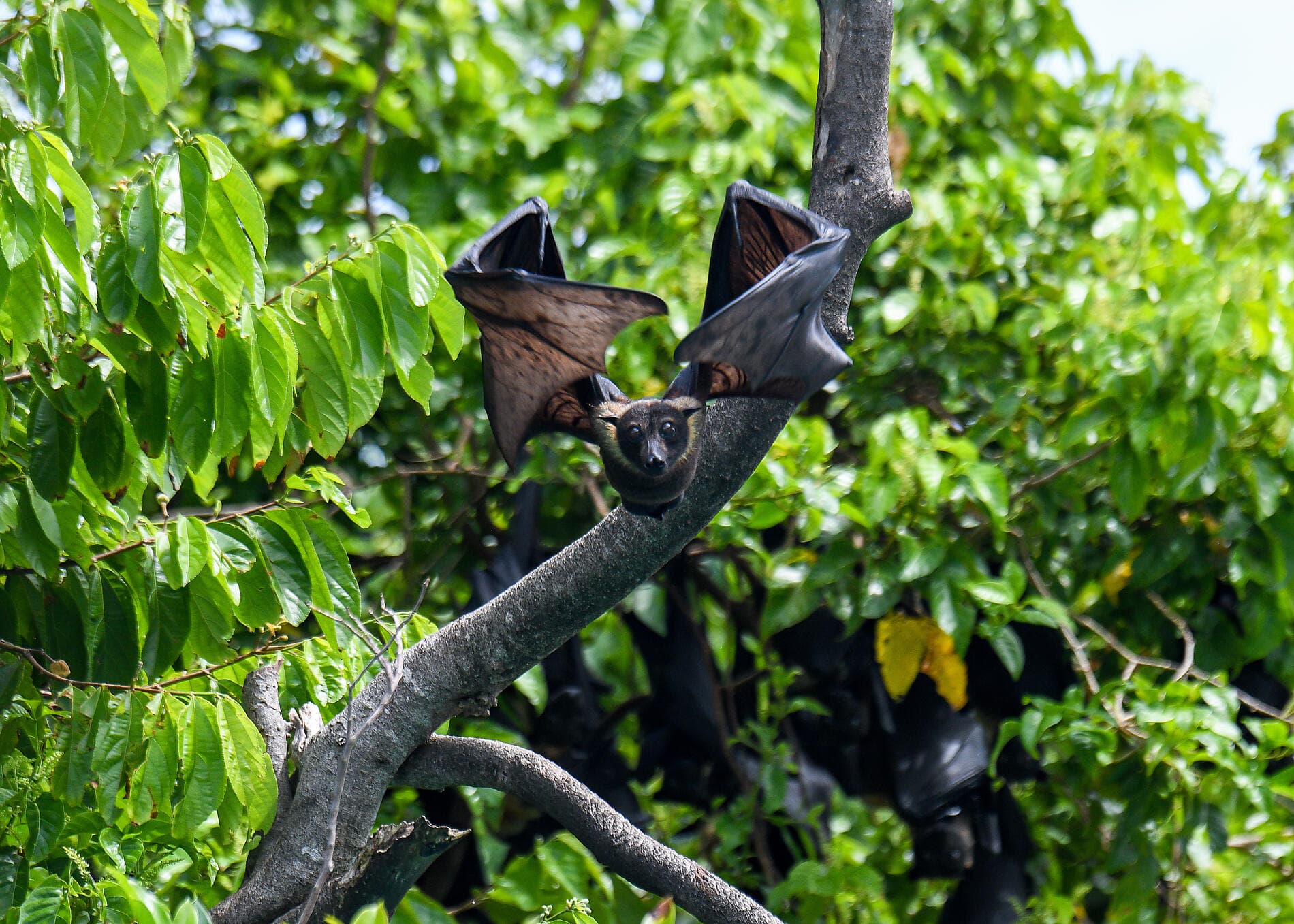 Raja Ampat und die Gewürzinseln