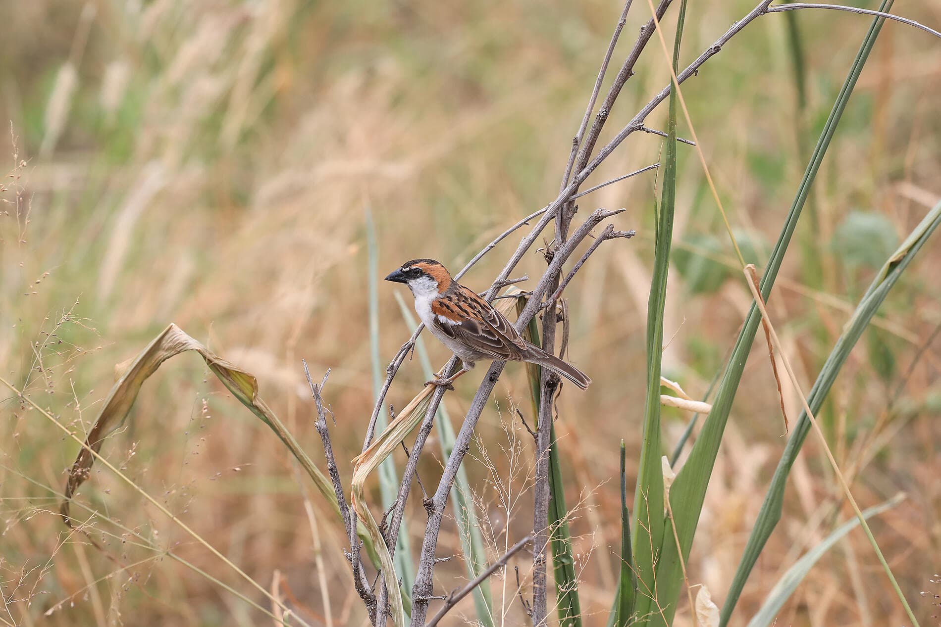 Zwischen Vulkanen und Ozean, von den Kanaren bis zu den Kapverden 