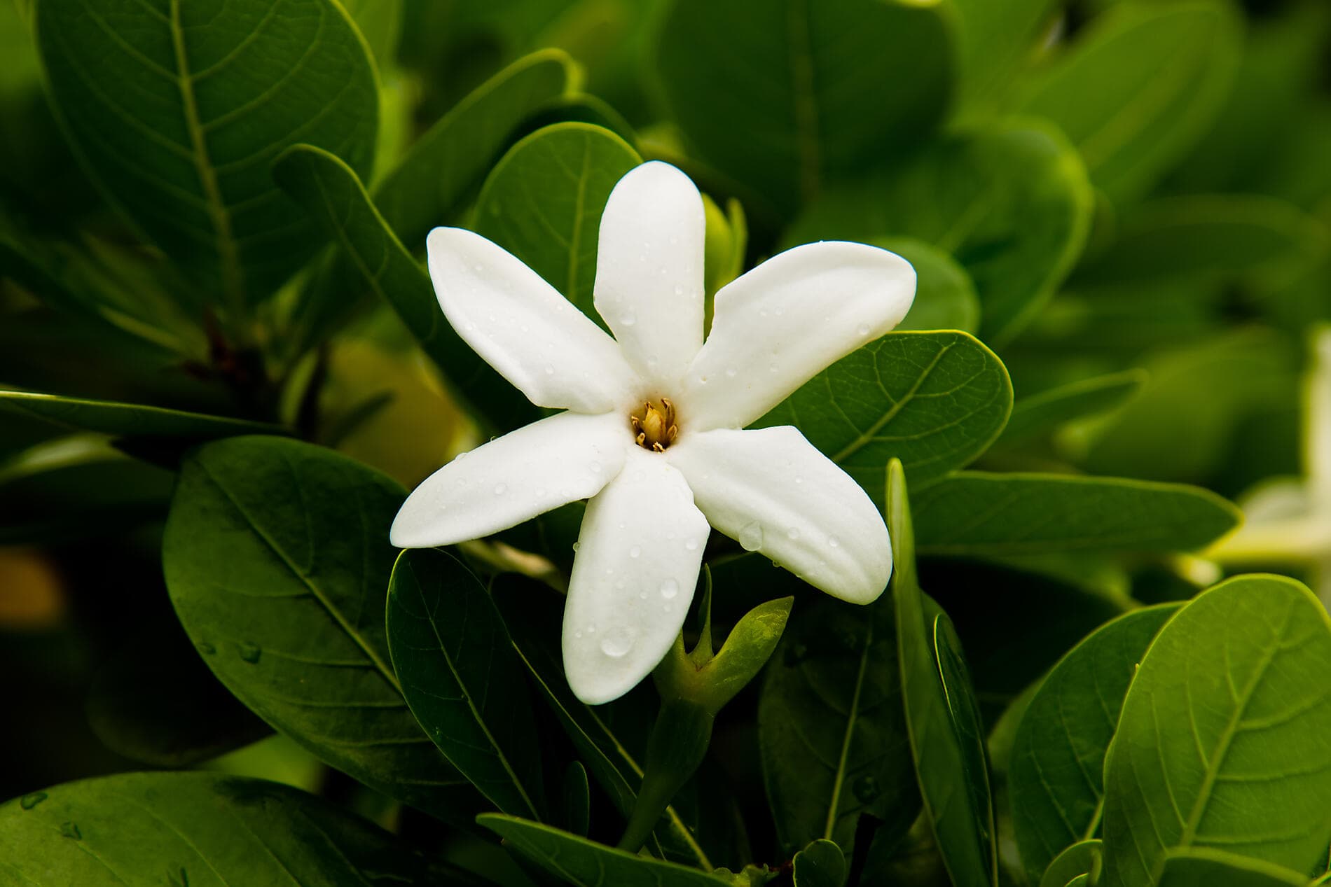 Südsee pur: Marquesas, Tuamotu und Gesellschaftsinseln 