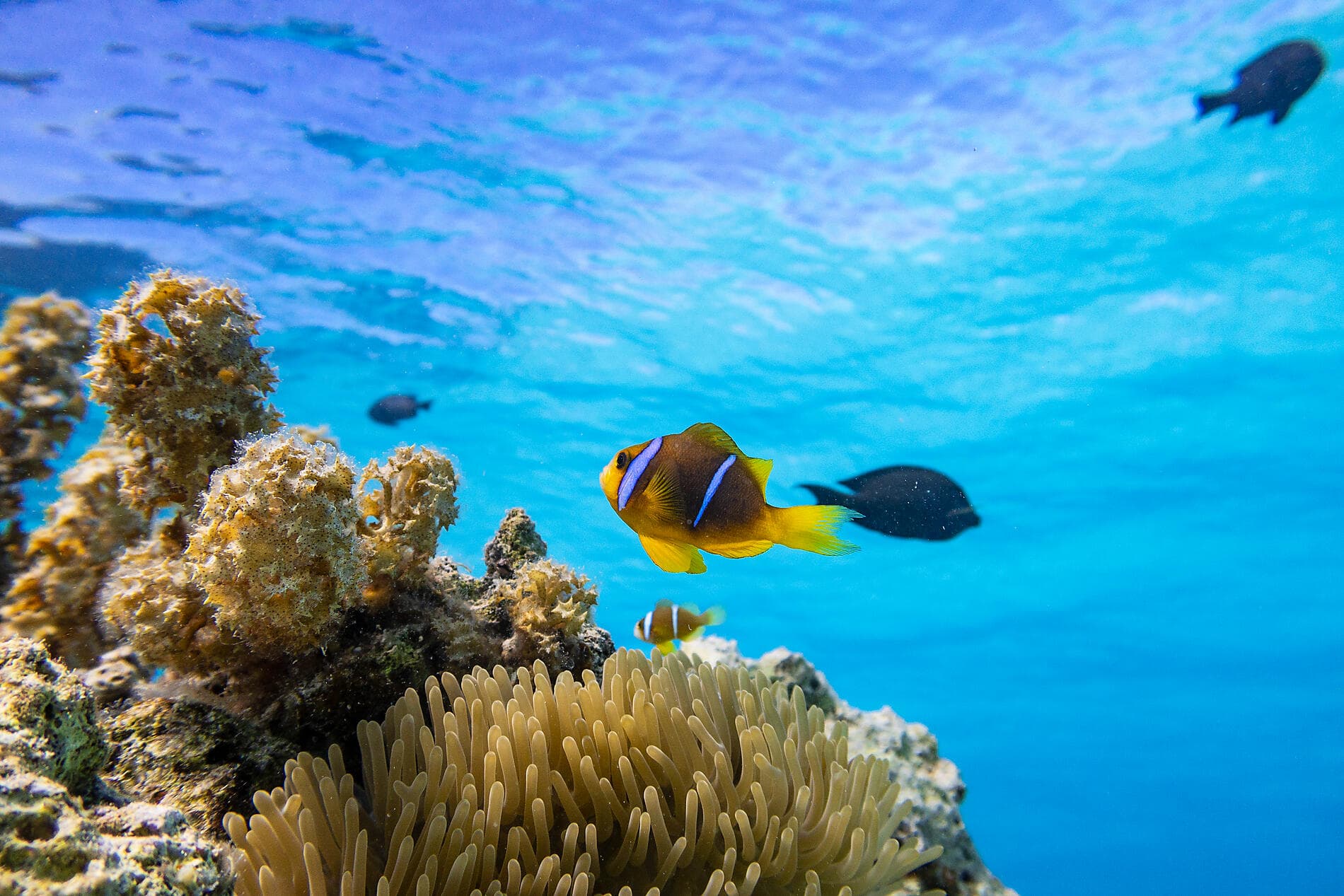 Südsee pur: Marquesas, Tuamotu und Gesellschaftsinseln 