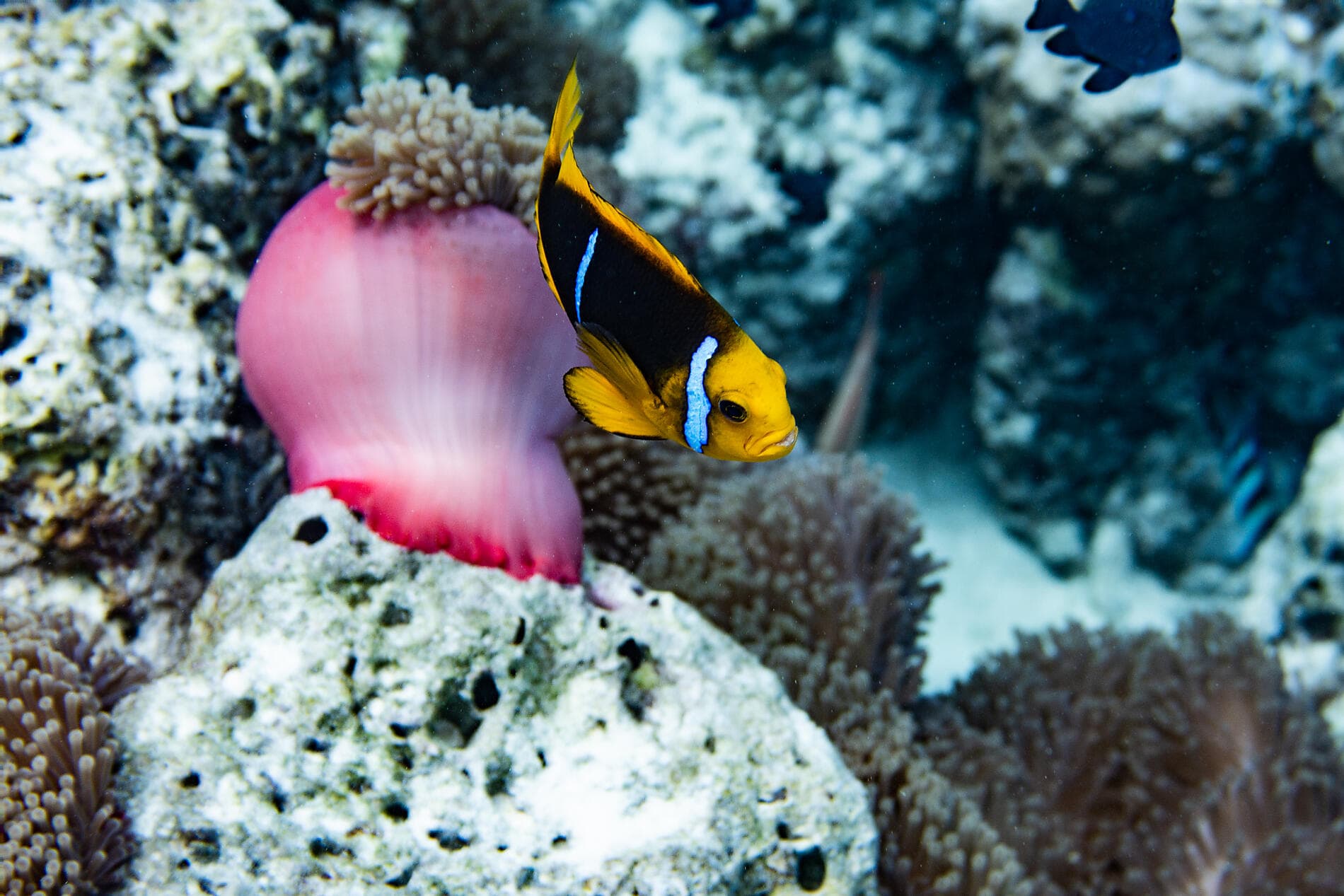 Französisch-Polynesien und die Insel Pitcairn 