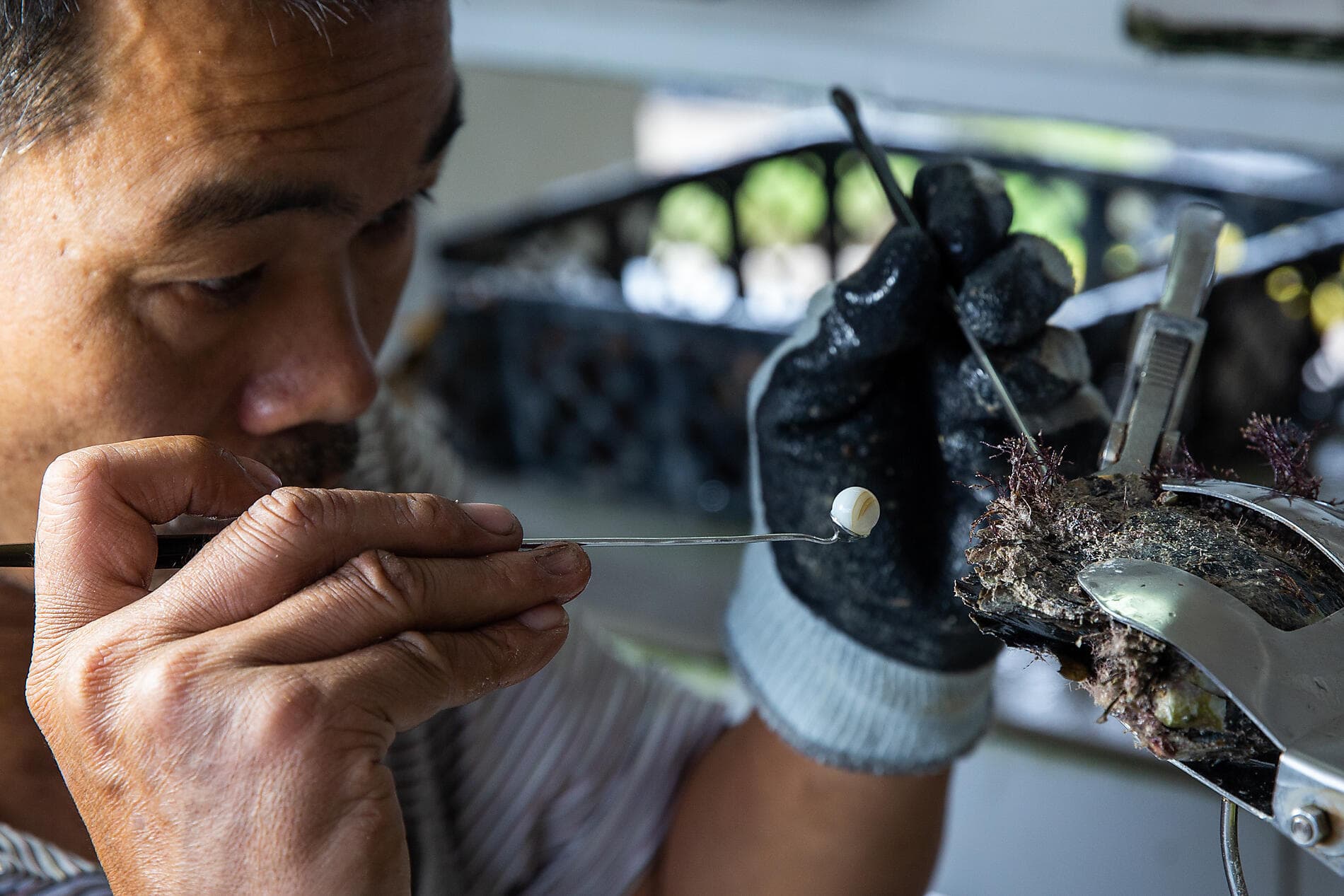 Französisch-Polynesien und die Insel Pitcairn 