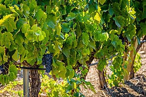 Tasting at the Planeta Buonivini wine estate