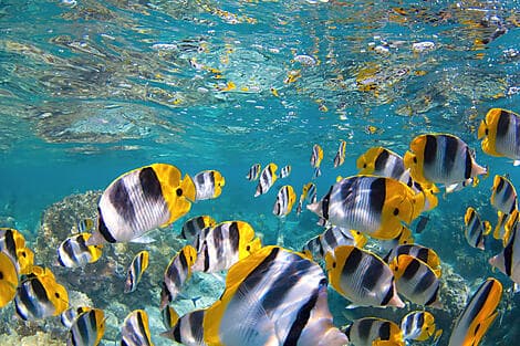 12. Feb 26 - South Friars Bay, Saint-Kitts