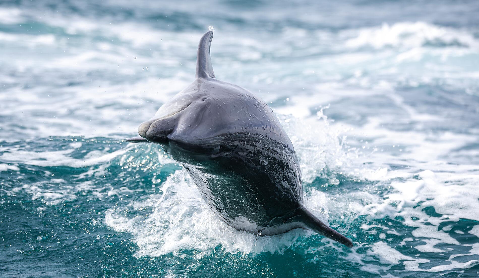 Erkundung im Herzen der Baja California 