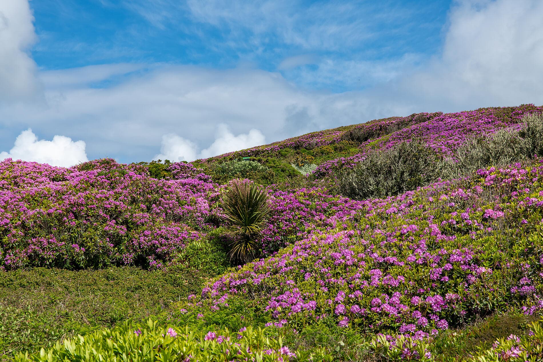 Britische Archipele und keltische Küsten 