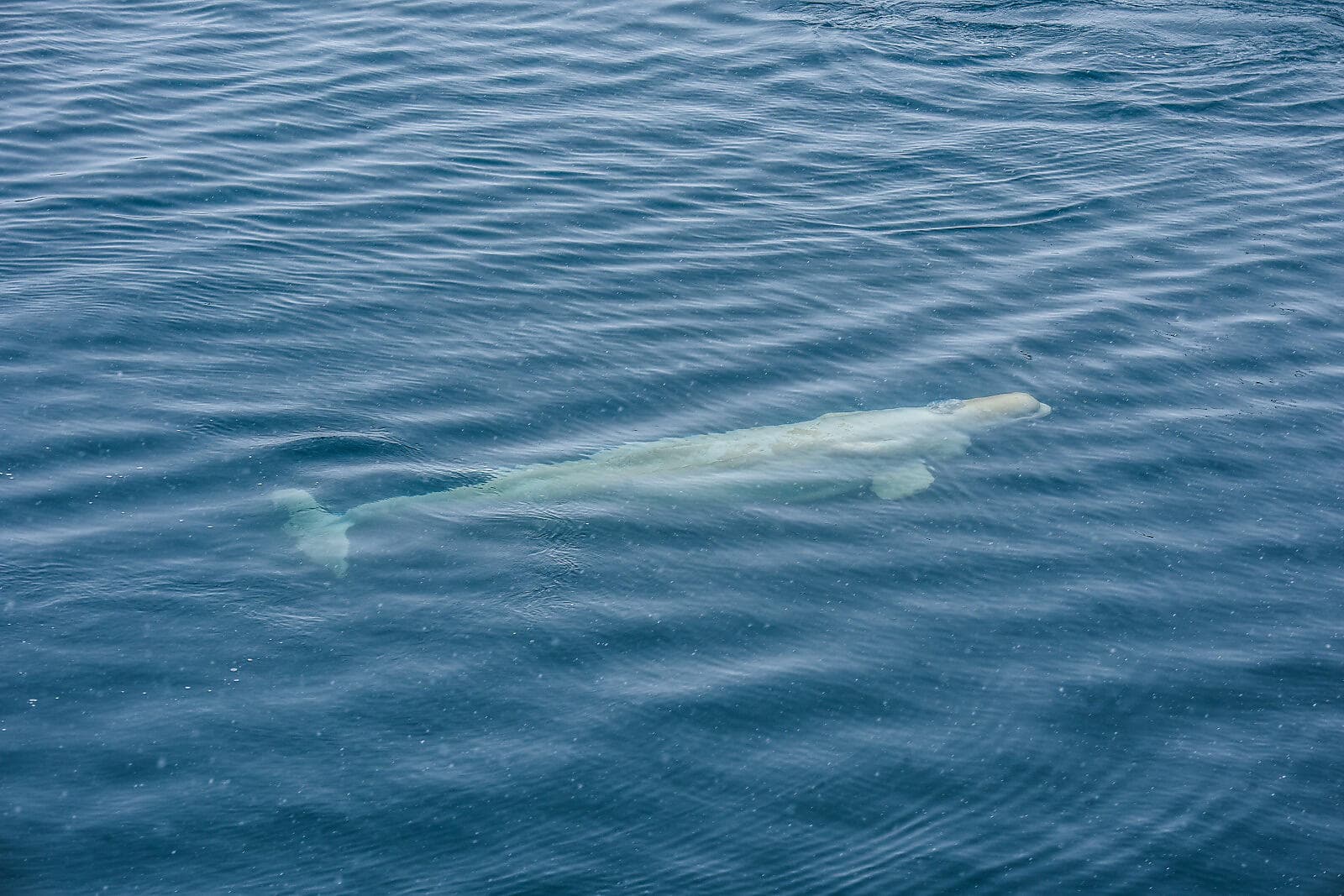 Im Herzen der Nordwest-Passage