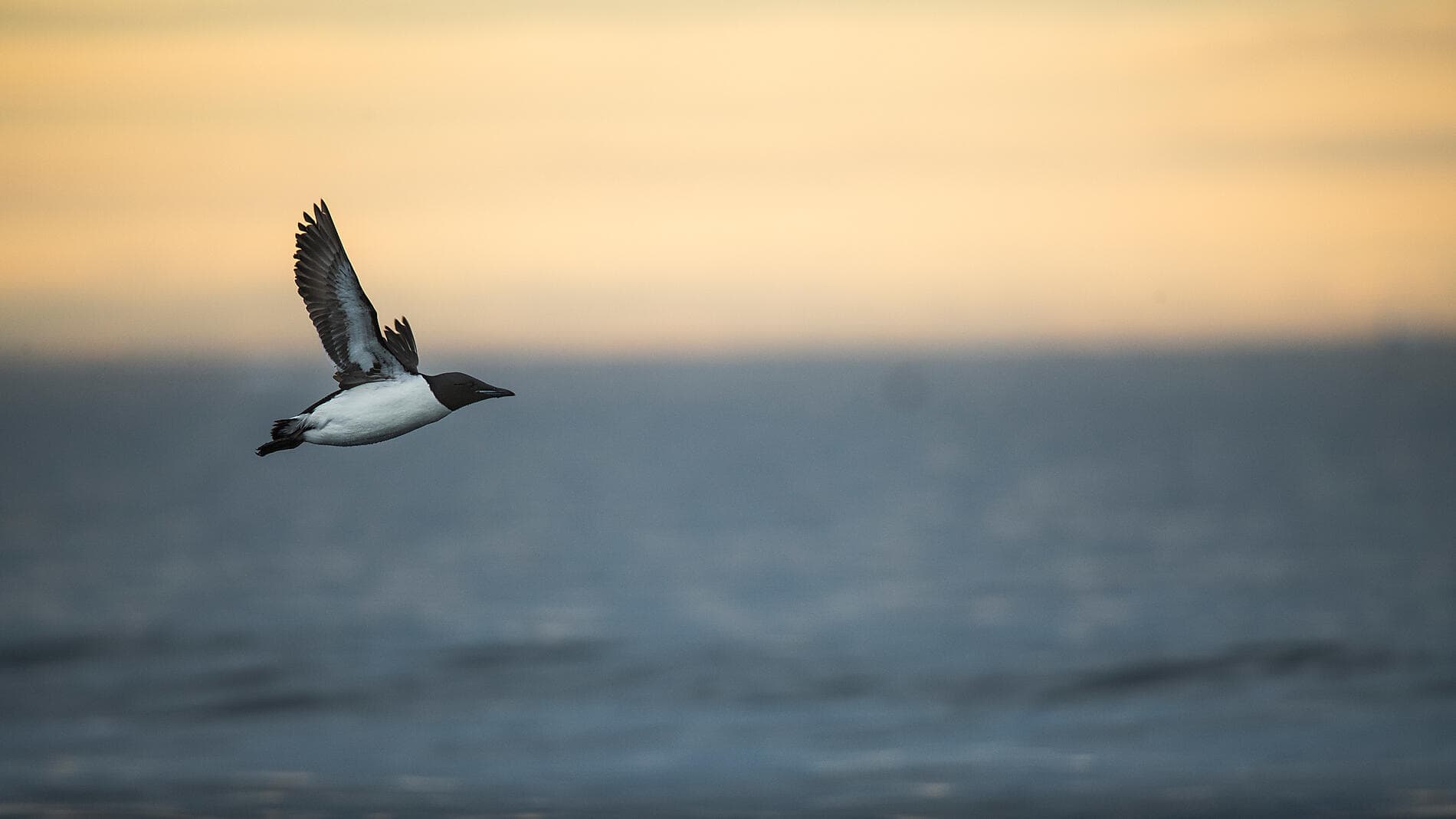 Spitzbergens Fjorde und Gletscher  
