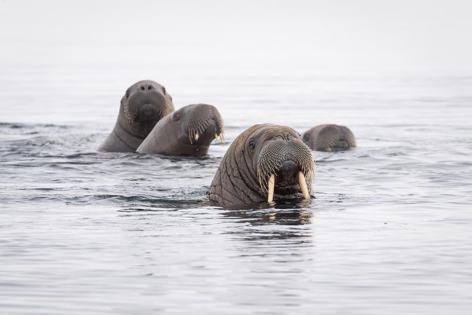 Im arktischen Eis von Spitzbergen nach Grönland 