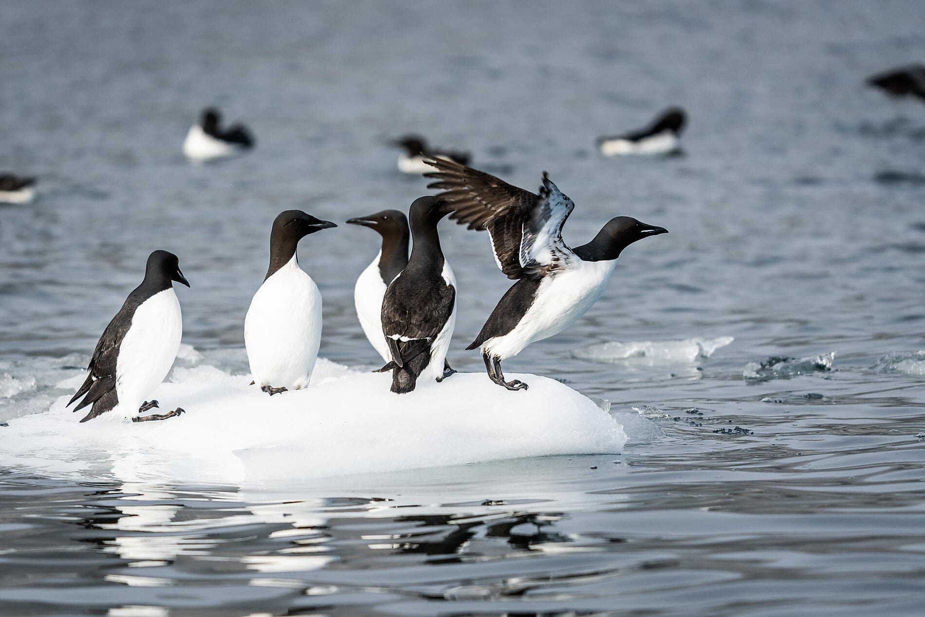Im arktischen Eis von Spitzbergen nach Grönland 