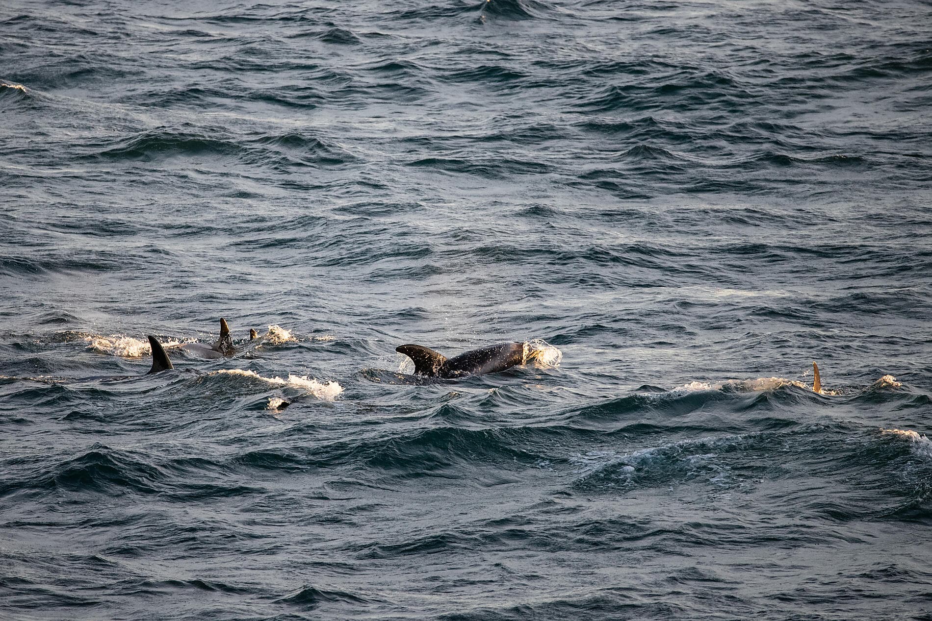 Der geografische Nordpol und die Ostküste Grönlands 