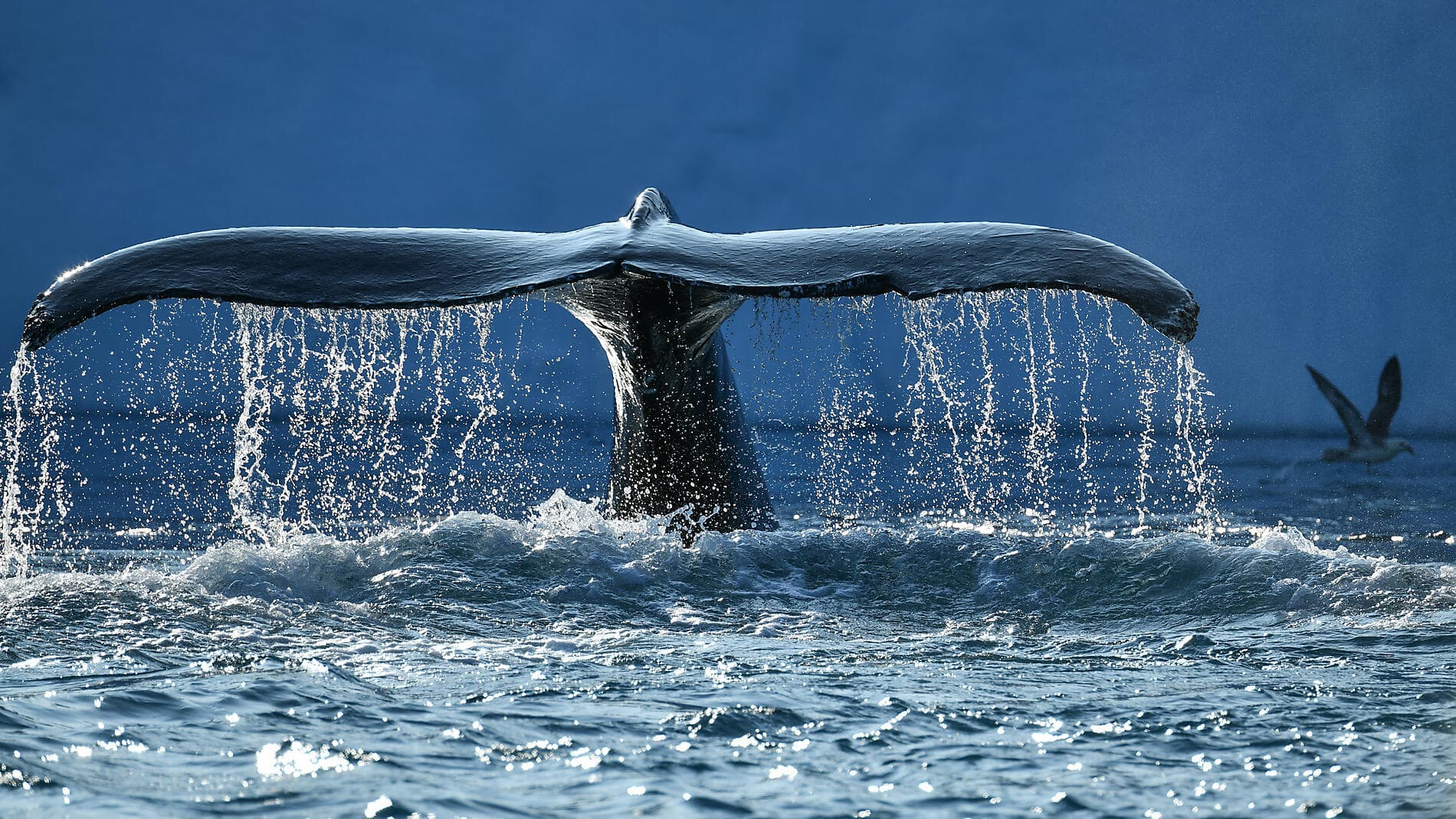 Kurs auf die ultimative Thule-Region 